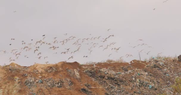 Gaivotas no lixo, pássaros do lixo, gaivotas comem em uma lixeira — Vídeo de Stock