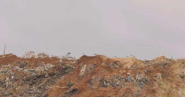 Os pássaros de lixo, as gaivotas comem em um aterro sanitário. Aves de aterro voam sobre ele — Vídeo de Stock