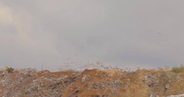 Zeemeeuwen eten op een stortplaats. Vuilnisvogels. Stortvogels vliegen eroverheen — Stockvideo