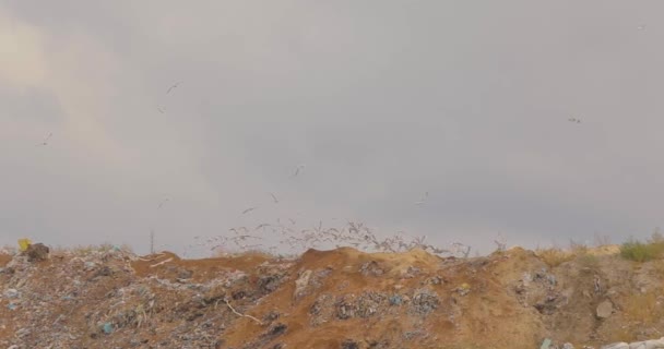 Gaivotas comem em um aterro sanitário. Pássaros do lixo. Aves de aterro voam sobre ele — Vídeo de Stock