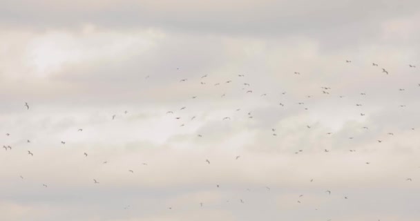 Stol de păsări pe cer, păsări pe un fundal de cer tulbure, cer gri deprimant cu păsări — Videoclip de stoc