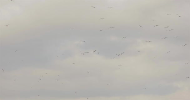 Bandada de aves en el cielo, aves en un fondo de cielo nublado, gris cielo deprimente con aves — Vídeo de stock