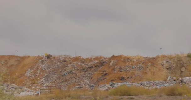 Limbah TPA. Polusi alam. Burung camar di atas tempat pembuangan sampah — Stok Video