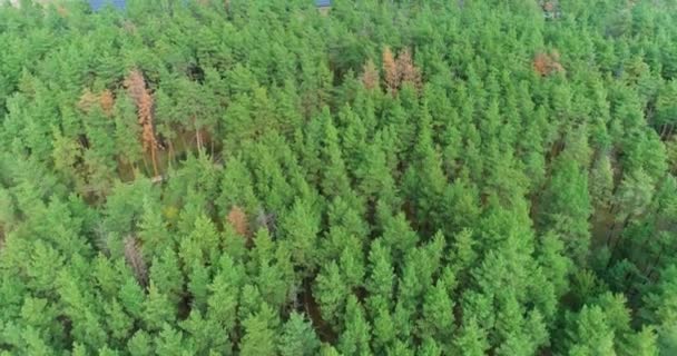 从空中俯瞰美丽的高针叶林，从高处俯瞰巨大的针叶林 — 图库视频影像