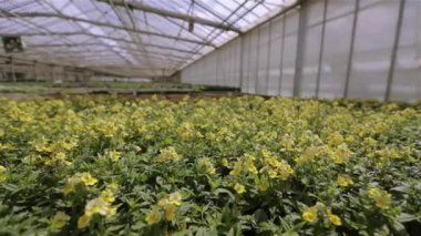 Serada sulu yeşil çiçekler, camdan çatılı büyük, modern bir sera. Serada büyüyen çiçekler, modern bir serada bir sürü renkli çiçek.