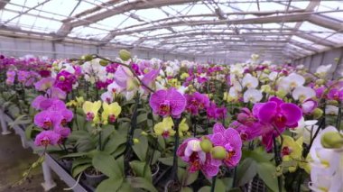 Çiçek açan bir orkideye yakın çekim. Çiçek açan orkideyi kapat. Orkide çiçeği yaklaş, güzel orkide yaklaş