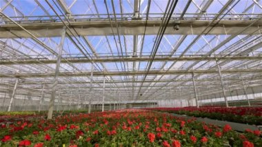 Geniş, modern bir seranın cam çatısını kapatma süreci. Serada zaman aşımına uğramış çatı kapatma