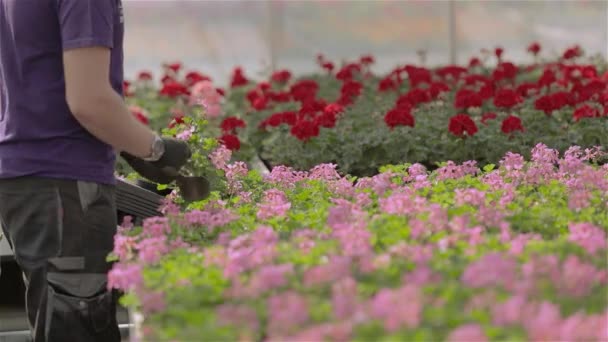 Gewächshausmitarbeiterin kümmert sich um Blumen, Arbeitsablauf im Gewächshaus für den Blumenanbau — Stockvideo