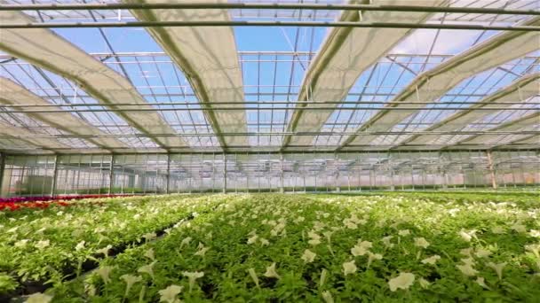 Large bright greenhouse with petunia. Yellow blooming petunia. Growing flowers on an industrial scale. Petunia in the greenhouse. — Stock Video