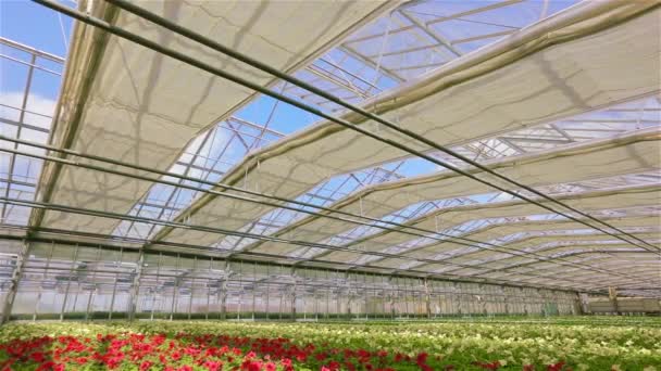 Velký krásný skleník s kvetoucí pitunya, moderní skleník s automatickou skleněnou střechou. Spousta červeně kvetoucích petúnie v moderním skleníku — Stock video