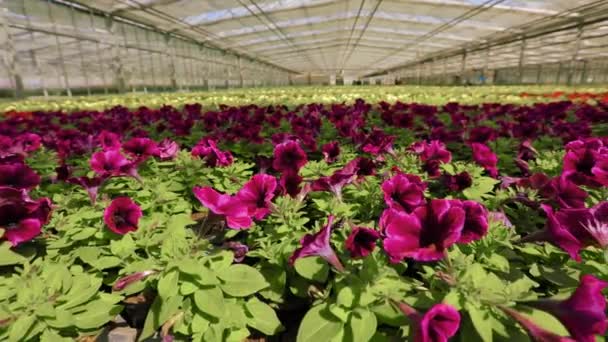 Petunia granate en un invernadero moderno, petunia en un hermoso invernadero brillante — Vídeos de Stock