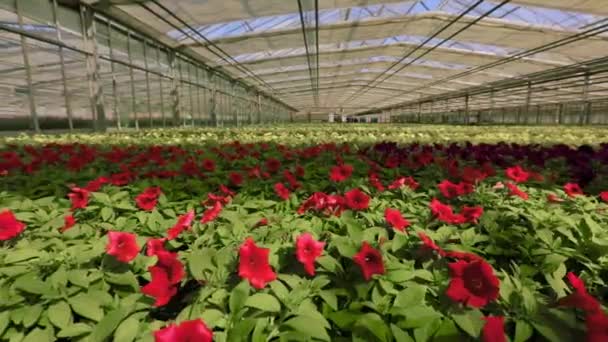 Maroon petunia i ett modernt växthus, petunia i ett vackert ljust växthus — Stockvideo