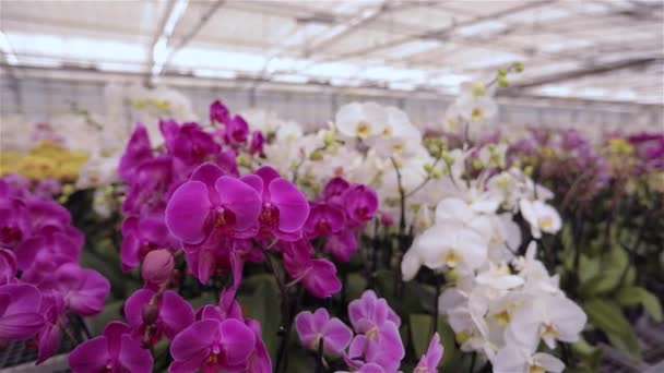 Panorama de una orquídea floreciente. Panorama floreciente de orquídeas. Flor de orquídea de cerca, hermosa orquídea de cerca — Vídeo de stock
