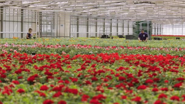 花を世話する温室労働者、花を育てるための温室内のワークフロー、大規模な近代的な温室 — ストック動画