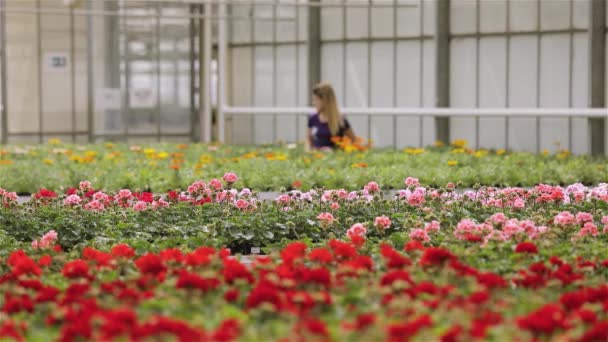La gente trabaja con flores en un invernadero, la gente cuida de las flores en un gran invernadero moderno. Cultivando flores en un gran invernadero moderno — Vídeos de Stock