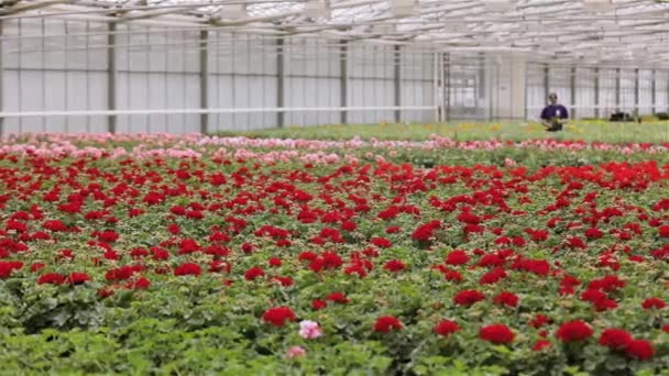 Panorama d'une grande serre avec des fleurs en fleurs et des travailleurs — Video