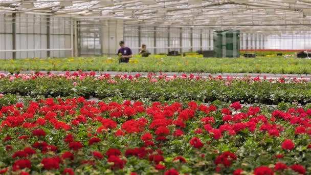 Панорама великої теплиці з квітучими квітами й працівниками. — стокове відео