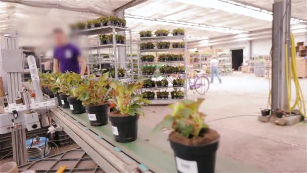 Processen med klistermärken klistermärken på krukor med blommor. Märkning av varor på fabriken — Stockvideo