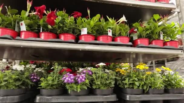 Fleurs en pots d'affilée. De belles fleurs se tiennent dans une rangée en stock — Video