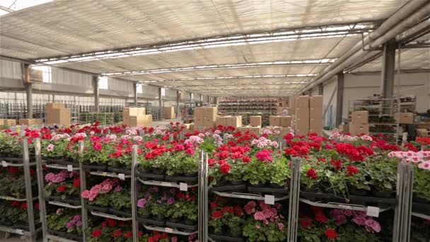 Un almacén con flores de colores. Panorama de un gran almacén con flores en flor, flores en flor en apiladores de almacén — Vídeo de stock