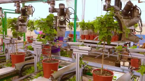 Otomatik yaprak budama, bitkilerin satılmadan önce otomatik budaması, bir serada taşıyıcı, modern bir serada otomatikleştirilmiş hat — Stok video