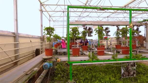 Automatic leaf pruning, Automatic trimming of plants before selling, conveyor in a greenhouse, automated line in a modern greenhouse — Stock Video