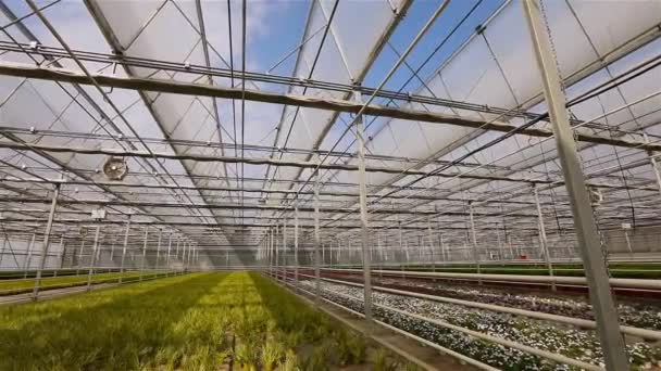 Panorama velkého skleníku s květinami — Stock video