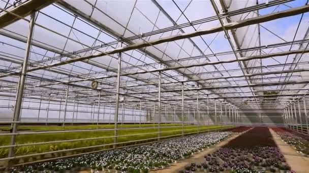 Panorama de un gran invernadero con flores — Vídeos de Stock