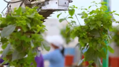 Otomatik yaprak budama, bitkilerin satılmadan önce otomatik budaması, bir serada taşıyıcı, modern bir serada otomatikleştirilmiş hat