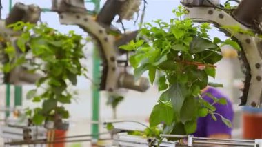 Otomatik yaprak budama, bitkilerin satılmadan önce otomatik budaması, bir serada taşıyıcı, modern bir serada otomatikleştirilmiş hat