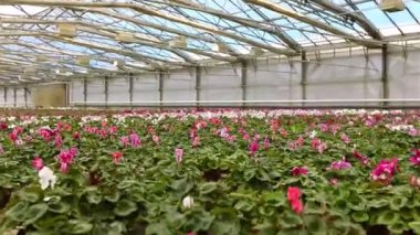 Renkli çiçekler satılık, çiçekler hediye, çiçekler satılık.