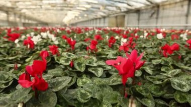 Serada bir sürü çiçek açar.