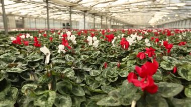 Serada bir sürü çiçek açar.