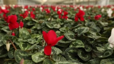 Büyük, modern bir sera. Büyük parlak bir sera, cam çatılı ve çiçek açan.