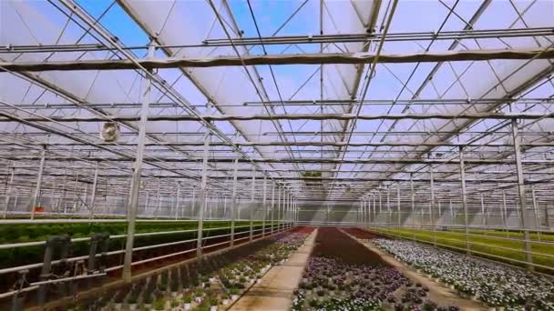 Panorama of a large modern greenhouse. Large bright greenhouse with a transparent roof and blooming flowers — Stock Video