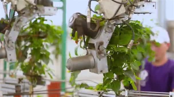 Taille automatique des feuilles, taille automatique des plantes avant la vente, convoyeur dans une serre, ligne automatisée dans une serre moderne — Video