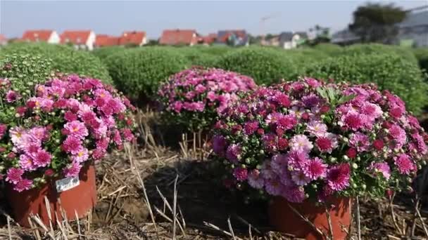 Blommande blommor i fältet, traktor i bakgrunden — Stockvideo