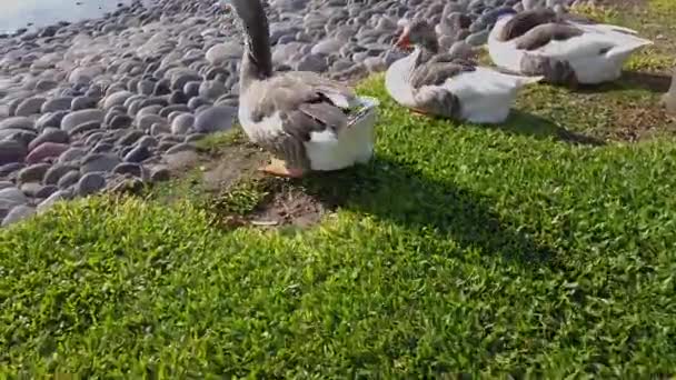Belos gansos descansam em um gramado verde, gansos na costa de uma lagoa — Vídeo de Stock