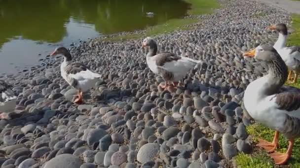 Gansos en la hermosa orilla, gansos en la orilla del estanque — Vídeos de Stock