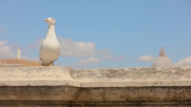 Seagull against the sky in the background the dome of St. Peter. A seagull sits on an old bridge in Rome against the sky. — Stock Video