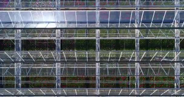 Létání nad velkým skleníkem s květinami, skleníkem se zasunutelnou střechou, skleníkovým výhledem shora, pěstování květin. Velké průmyslové skleníky — Stock video