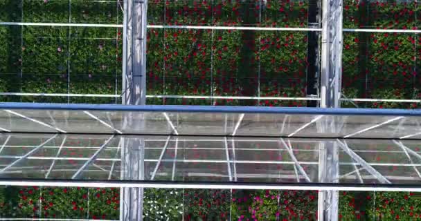 Sorvolando una grande serra con fiori, una serra con tetto retrattile, una vista serra dall'alto, fiori in crescita. Grandi serre industriali — Video Stock