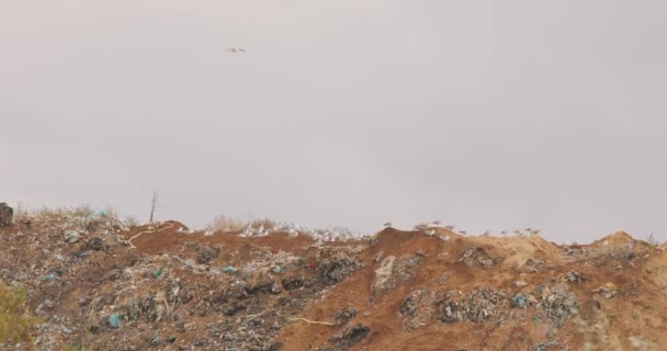 垃圾上的海鸥，垃圾鸟，海鸥在垃圾箱里吃东西 — 图库视频影像