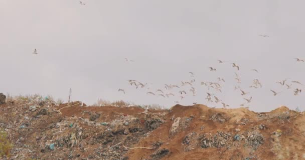 Müllvögel, Möwen fressen auf einer Mülldeponie. Deponievögel fliegen drüber — Stockvideo