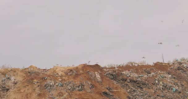 Garbage birds, seagulls eat in a landfill. Landfill Birds Fly Over It — Stock Video