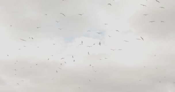 Gökyüzündeki kuş sürüsü, bulutlu gökyüzünün arka planındaki kuşlar, kuşlarla dolu gri depresif gökyüzü. — Stok video