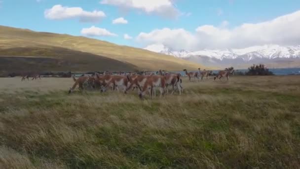 Lama 's grazen in hun natuurlijke habitat. Lama 's op het gebied van patagonië — Stockvideo