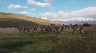 Patagonya 'da vahşi lama. Dağların arka planında vahşi Lamalar