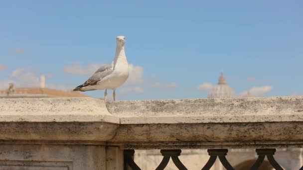 Una gaviota se sienta en un viejo puente en Roma contra el cielo. Gaviota contra el cielo en el fondo la cúpula de San Pedro — Vídeo de stock