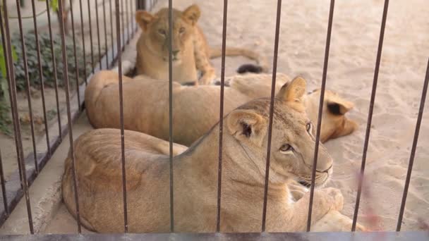 Uma leoa em uma gaiola olha através de um aviário. A leoa está descansando no aviário do zoológico, um grupo de leões descansando no aviário — Vídeo de Stock